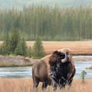 American Bison Oil Painting Art Print