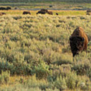 American Bison Art Print