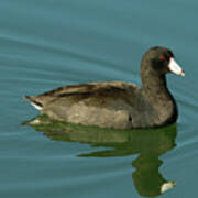 American Coot Art Print