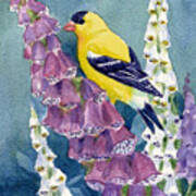 American Goldfinch And Foxgloves Art Print