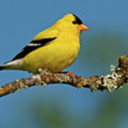 American Goldfinch Perched In A Tree Art Print