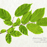 American Hornbeam Art Print