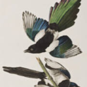 American Magpie Art Print