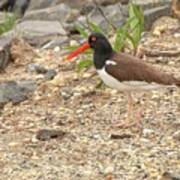 American Oystercatcher Art Print