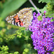 Painted Lady Butterfly In July Art Print