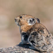 American Pika Poses For Pictures Art Print