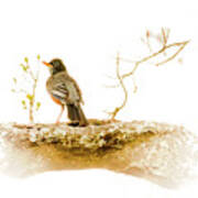 American Robin In Spring Art Print