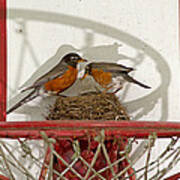 American Robin Pair At Nest Art Print