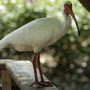 American White Ibis Art Print