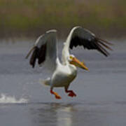 American White Pelican Da 4 Art Print