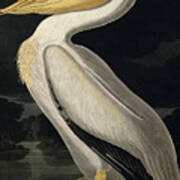 American White Pelican Art Print