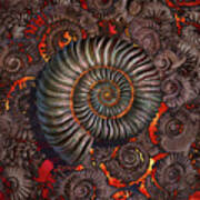 Ammonite 2 Art Print