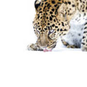 Amur Leopard Art Print