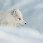 An Arctic Fox In Snow. Art Print