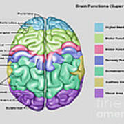 Anatomy & Functions Of Brain Art Print