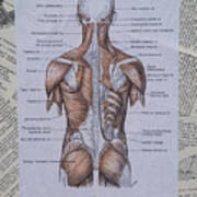 Anatomy Of Art Muscles Of The Back Mixed Media By Laura Walters