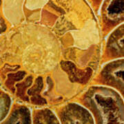 Ancient Ammonite Art Print