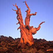 Ancient Bristlecone Pine And Moon Art Print