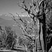 Ancient Bristlecone Pine Tree, Composition 4, Inyo National Forest, White Mountains, California Art Print
