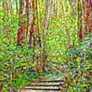 Ancient Forest Path - Tamalpais California Art Print