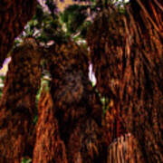 Ancient Palms At Thousand Palms Preserve Art Print