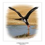 Andrews Frigatebird Fregata Andrewsi 4 Art Print