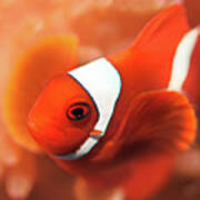 Anemonefish Art Print