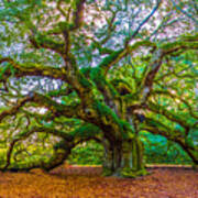 Angel Oak Tree Charleston Sc Art Print