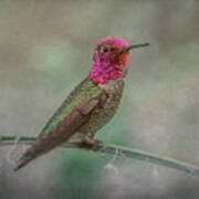 Anna's Hummingbird 5024 Art Print