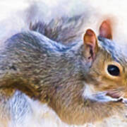 Another Peanut Please - Squirrel - Nature Art Print