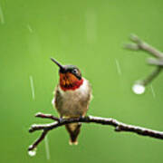 Another Rainy Day Hummingbird Art Print