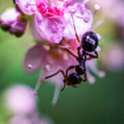 Ant On The Pink Flower Art Print