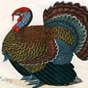 Antique Print Of A Turkey, 1859 Art Print