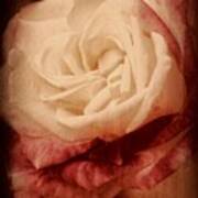 Antique Rose - In Full Bloom Art Print