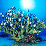 Antler Coral And Reef Fis Art Print
