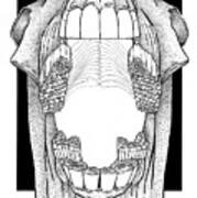 Ap View Dental Skull Art Print