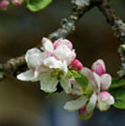 Apple Blossom Art Print