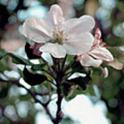 Apple Blossom Time Art Print