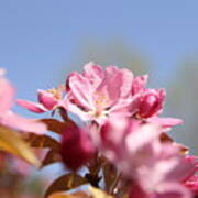 Apple Blossoms Art Print