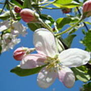 Apple Blossoms Art Prints Blue Sky Spring Baslee Troutman Art Print