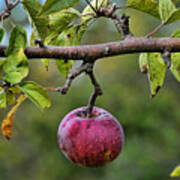 Apple Harvest 2 Art Print