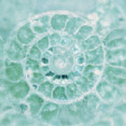 Aquamarine Seashell Fine Art Photograph Art Print