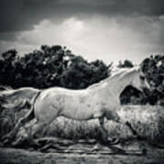 Arabian Horse Running In The Field Black And White Art Print