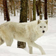Arctic Wolf On The Move Art Print