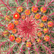 Arizona Barrel Cactus Art Print