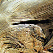 Arizona Desert  Gnarly Tree Texture Art Print