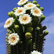 Arizona State Flower- The Saguaro Cactus Flower Art Print