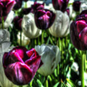 Artistic Purple And White Tulips Art Print