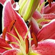 Asian Lily Faces Art Print
