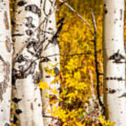 Aspen Bark Art Print